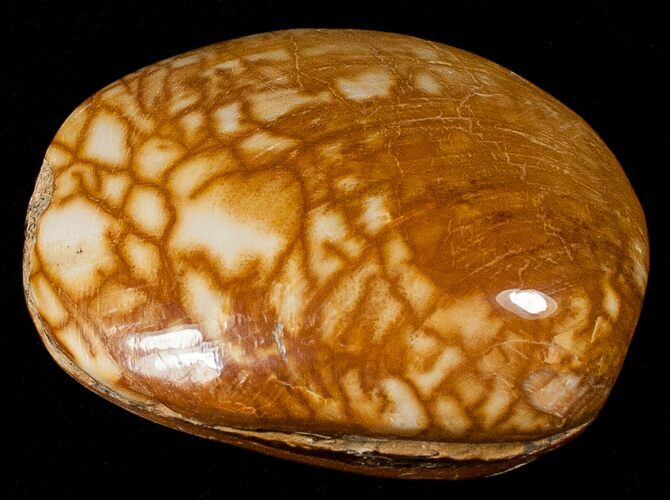 Wide Polished Fossil Clam - Jurassic #17503